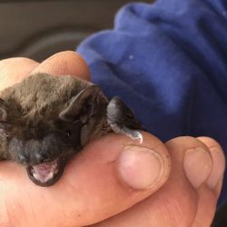 Fledermaus- und Falternacht - Großer Abendsegler, Foto: Annemarie Jennes