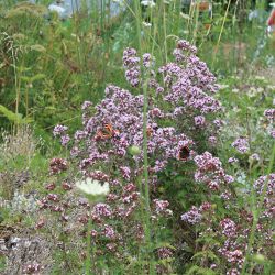 Bauerngarten