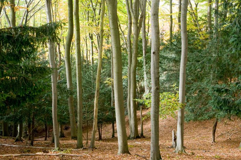 Eibe - Taxus baccata