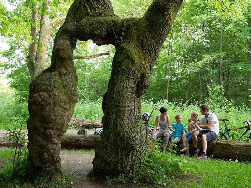 Betteleiche im Nationalpark Hainich - gelbe und rote Route