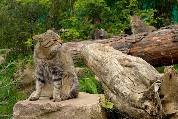 Wildkatzendorf Hütscheroda