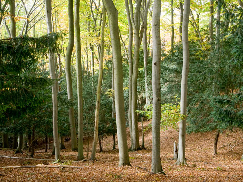 Eibenwald im Naturpark