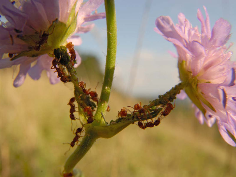 Acker-Witwenblume mit Ameisen