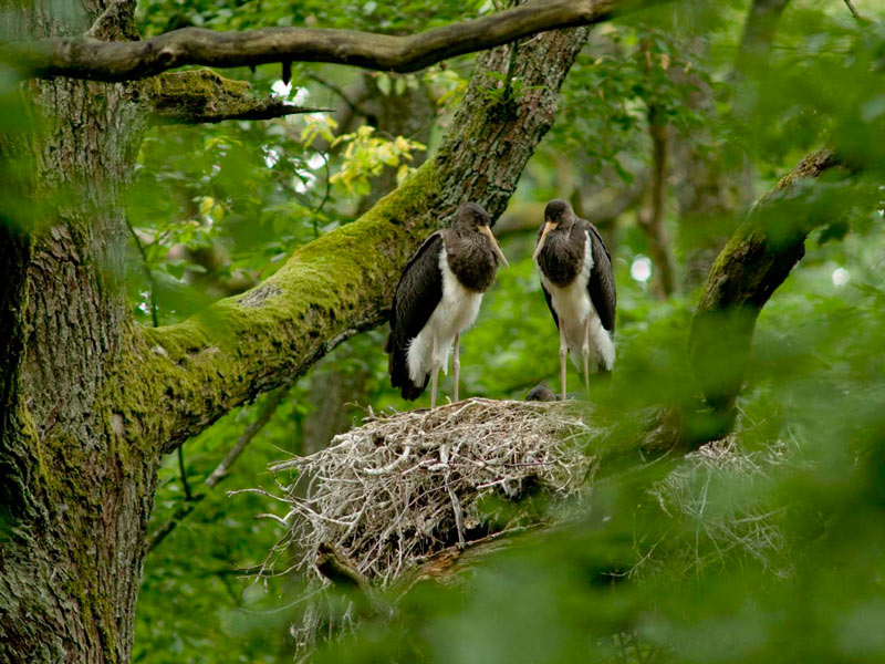 Schwarzstörche bauen ihre Nester im Wald